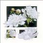 White Peony Concepts by Dorothea Celania Limited Edition Print