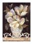 Magnolias Of Nice by Shari White Limited Edition Pricing Art Print
