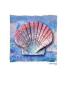 Pecten Maximus Lower by Anita Levering Limited Edition Print