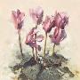 Cyclamen Floral by Paul Mathenia Limited Edition Print