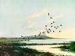 Greylags Taking Off by Wilfred Bailey Limited Edition Print