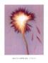 Gerbera by Angela Easterling Limited Edition Print