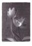 Varigated Tulips by Judy Mandolf Limited Edition Print