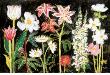 Blooming Whites by Maret Hensick Limited Edition Print