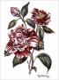 Winter Camellia by Kym Garraway Limited Edition Print