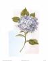 Hydrangea by J. Robson Limited Edition Print