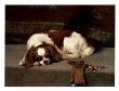 King Charles Spaniel Resting by F. Hall Limited Edition Pricing Art Print