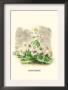 Marguerite by J.J. Grandville Limited Edition Pricing Art Print