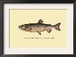 The Tahoe Trout by H.H. Leonard Limited Edition Pricing Art Print