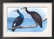 Violet Green Cormorant And Florida Cormorant by Theodore Jasper Limited Edition Pricing Art Print
