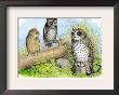 Short-Eared Owl And Screech Owl by Theodore Jasper Limited Edition Print