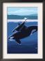 Orca And Calf, C.2009 by Lantern Press Limited Edition Pricing Art Print