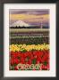 Oregon Tulip Farm, C.2009 by Lantern Press Limited Edition Print
