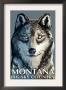 Wolf Up Close - Montana Big Sky, C.2009 by Lantern Press Limited Edition Pricing Art Print
