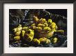 Earthen Bowls by Vincent Van Gogh Limited Edition Print