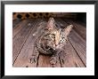 Cat Lying On Wooden Floor by Greg Smith Limited Edition Pricing Art Print