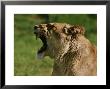 Female Lion by Peter Walton Limited Edition Print