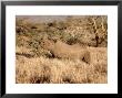 Black Rhino Feeding, Lewa Downs Reserve, Kenya by Michele Burgess Limited Edition Print