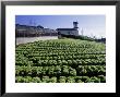 Lettuce Plantation, Teresopolis, Brazil by Silvestre Machado Limited Edition Print