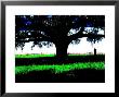 Figure Standing Under A Tree, North Florida by Pat Canova Limited Edition Pricing Art Print