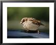 Sparrow, Central Park, Nyc by Rudi Von Briel Limited Edition Pricing Art Print