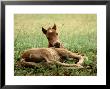 Wild Spanish Mustang, Outer Banks Nc by John Greim Limited Edition Pricing Art Print