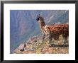 Llama On A Hilltop Looking Down At Village, Peru by Rose Thompson Limited Edition Print