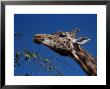 Giraffe Eating by Scott Christopher Limited Edition Print