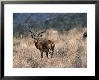 Impala Buck (Aepyceros Melampus), Mara, Kenya by Ralph Reinhold Limited Edition Print