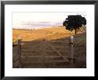 Rural Area, Canta Galo, Atlantic Wood, Rj Brazil by Silvestre Machado Limited Edition Print