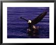 Bald Eagles, Haliaeetus Leucocephalus by Robert Franz Limited Edition Pricing Art Print