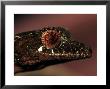 Leaftailed Gecko, Uropltus Phantasticus by Larry F. Jernigan Limited Edition Pricing Art Print