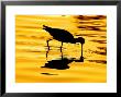 Avocet Silhouette At Sunrise by Russell Burden Limited Edition Print