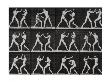 Phases In A Boxing Match by Eadweard Muybridge Limited Edition Print