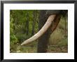 Close-Up Of Elephant Tusk, Kruger National Park by Keith Levit Limited Edition Pricing Art Print
