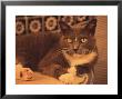 Cat Sitting On Table by Bill Romerhaus Limited Edition Pricing Art Print