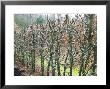 Fagus (Beech) Hedge Recently Clipped, Bare Stems, Winter by Mark Bolton Limited Edition Print