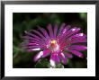 Delosperma Cooperi, Close-Up Of Pink Flower by Ruth Brown Limited Edition Pricing Art Print