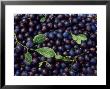Damsons (Prunus Domestica Ssp. Institia) Picked Fruit And Leaves by Linda Burgess Limited Edition Pricing Art Print