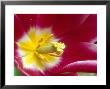 Tulipa Maytime (Lily-Flowered) by Chris Burrows Limited Edition Print