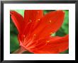 Cyrtanthus Elatus, Close-Up Of Red Flower Head by Chris Burrows Limited Edition Print