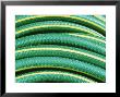 Green Hosepipe by Chris Burrows Limited Edition Pricing Art Print