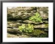 Umbilicus Rupestris (Wall Pennywort) by Erika Craddock Limited Edition Print