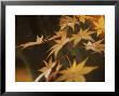 Leaves Of Acer Palmatum Senaki by Carole Drake Limited Edition Print