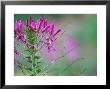 Cleome Spinosa Violet Queen Close-Up by Carole Drake Limited Edition Print