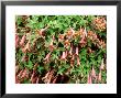 Tropaeolum Pentaphyllum by Christopher Fairweather Limited Edition Print