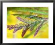 Rhus Typhina Dissecta Leaves With Crane Fly, October by Lynn Keddie Limited Edition Pricing Art Print