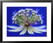 Astrantia (Masterwort), Flower On Dark Blue Background by Steven Knights Limited Edition Pricing Art Print