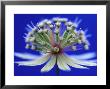 Astrantia (Masterwort), Flower On Dark Blue Background by Steven Knights Limited Edition Print