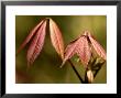 Aesculus Parviflora (Shrubby Pavia), Close-Up Of New Red Palmate Leaves by Susie Mccaffrey Limited Edition Print